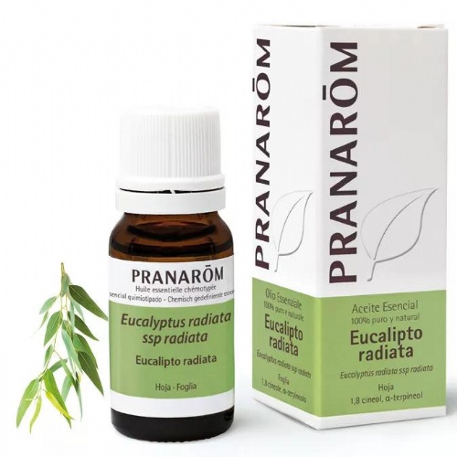 Aceite esencial eucalipto radiata  1 envase 10 ml